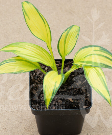 Hosta First Love