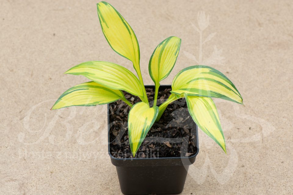 Hosta First Love