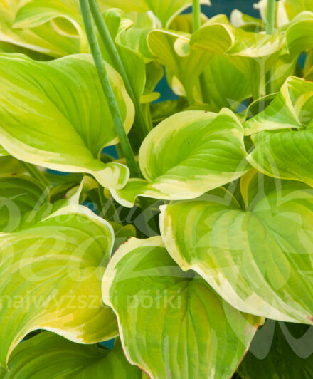 Hosta Fragrant Bouquet