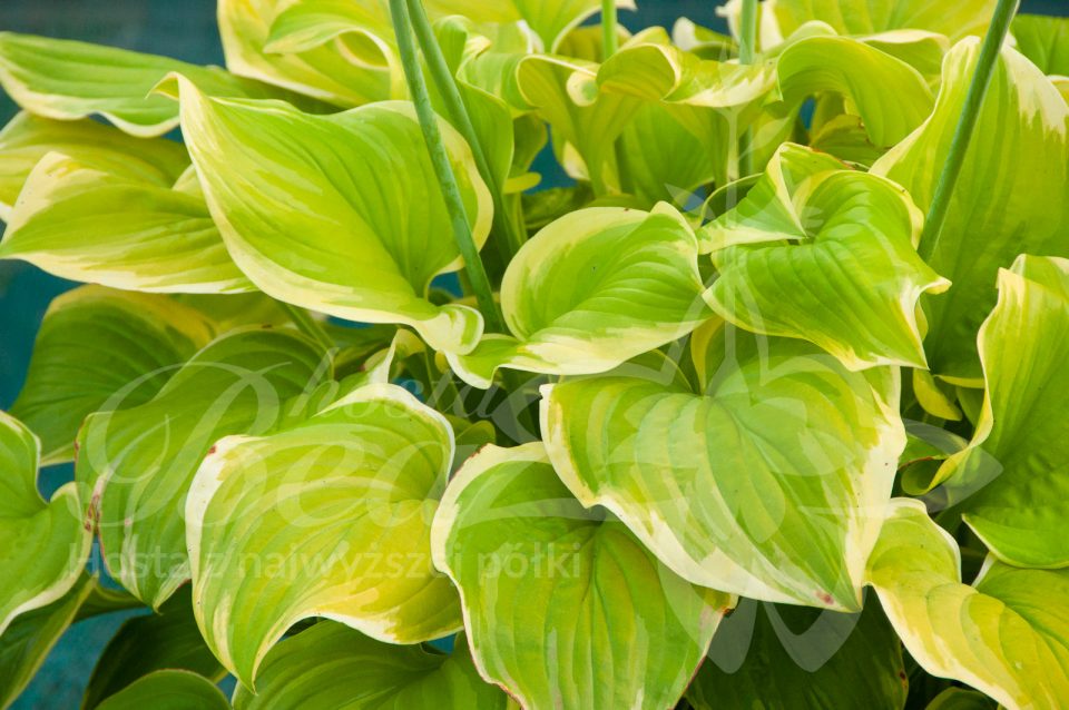 Hosta Fragrant Bouquet