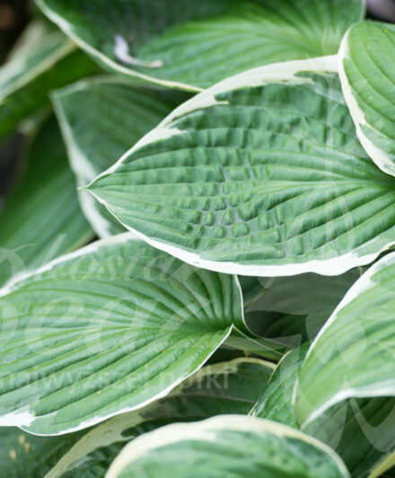 Hosta Francee