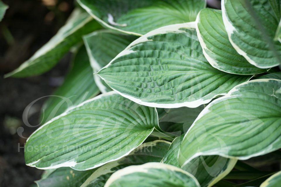 Hosta Francee