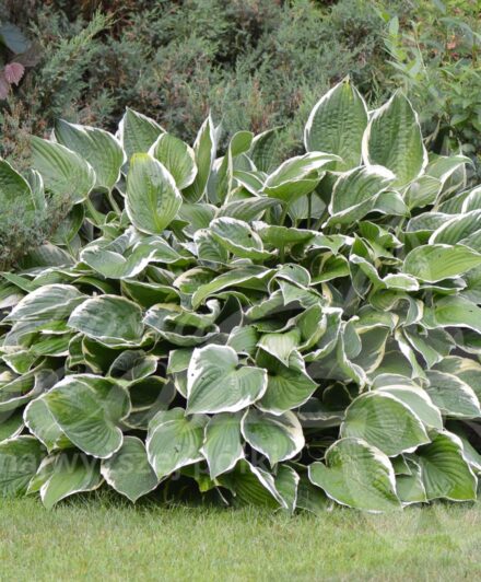 Hosta Francee