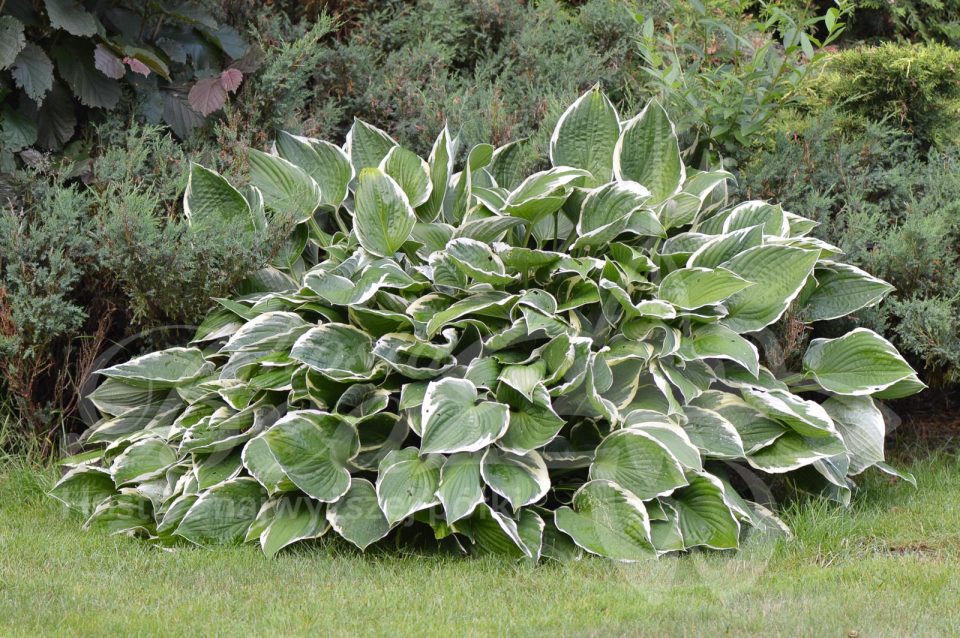 Hosta Francee