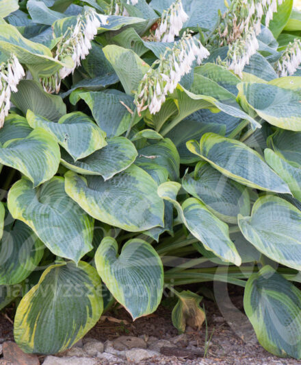 Hosta Frances Wiliams