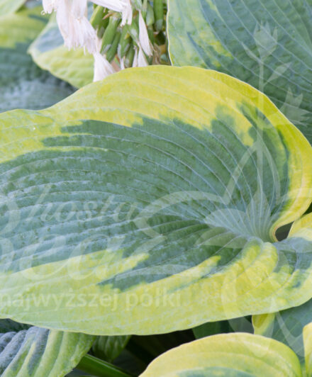 Hosta Frances Wiliams