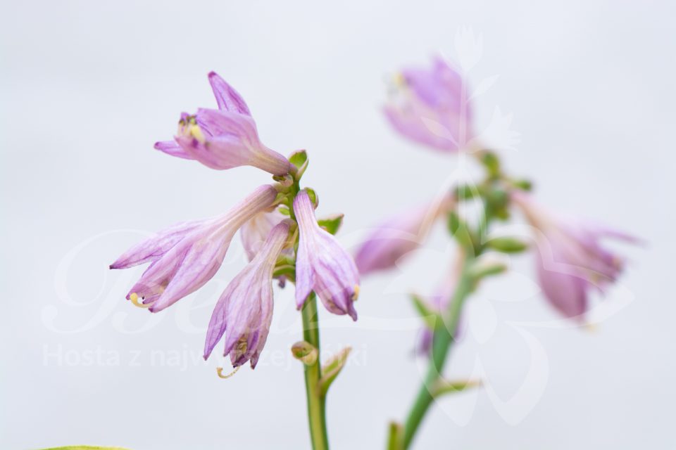 Hosta Funny Mouse