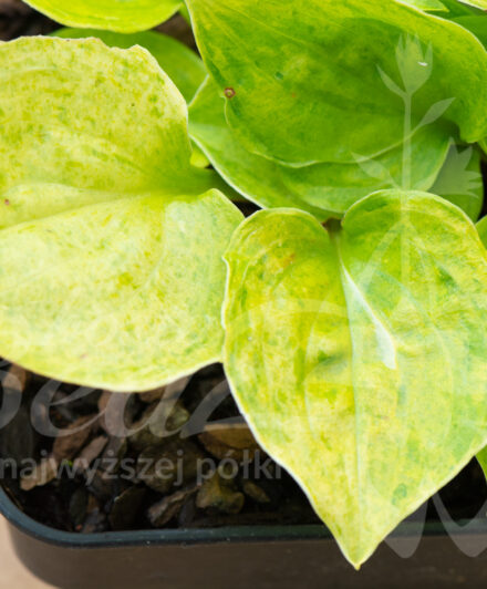 Hosta Golden Needles