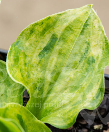 Hosta Golden Needles