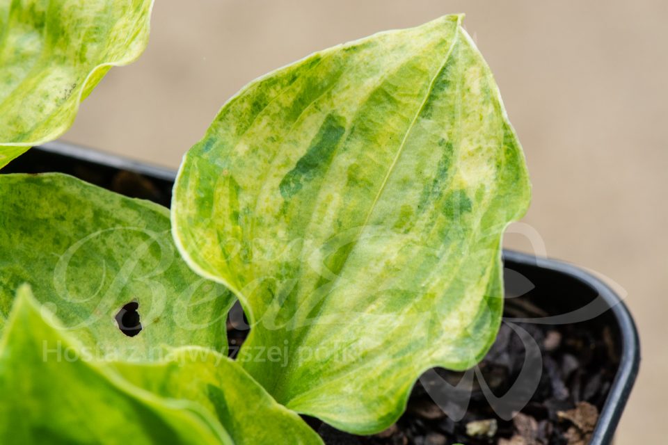 Hosta Golden Needles