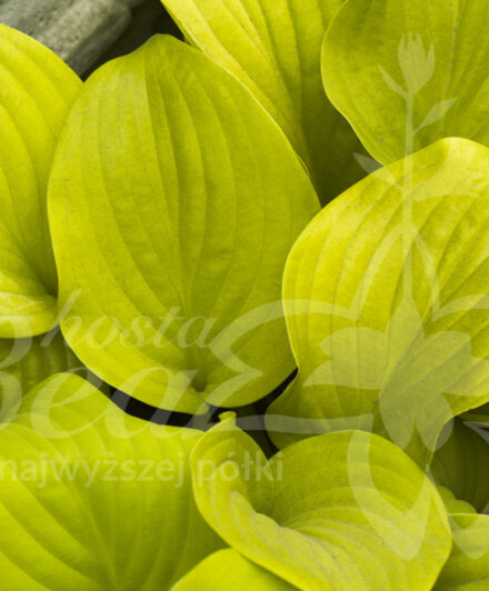 Hosta Golden Waffels