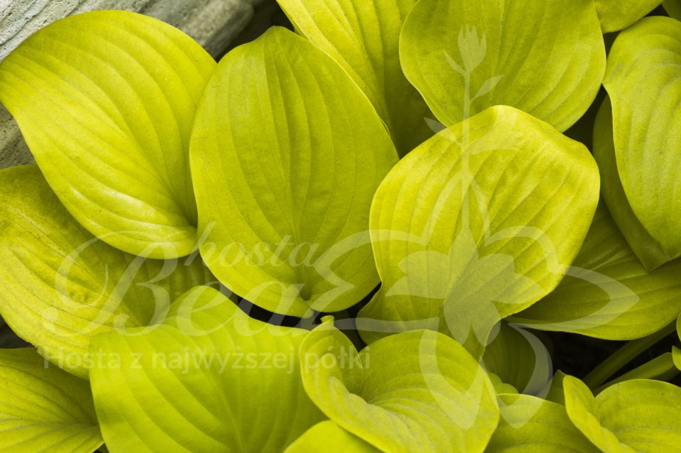 Hosta Golden Waffels