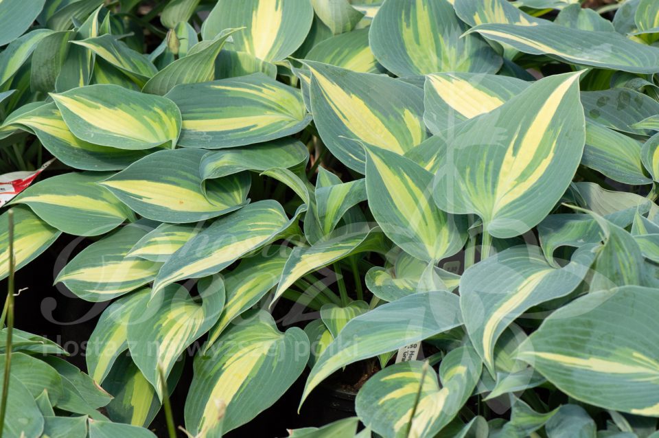 Hosta Grand Marquee