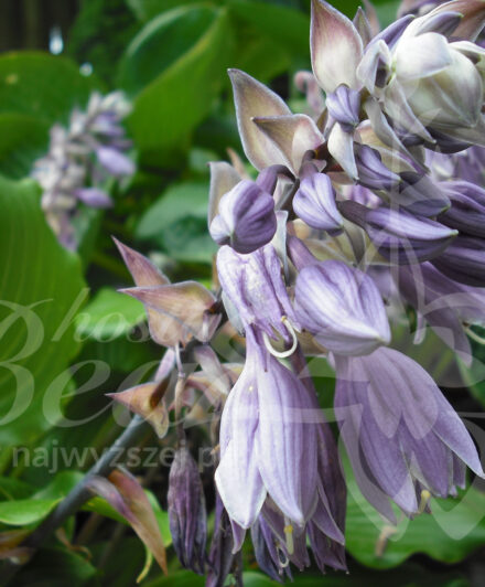 Hosta Grand Slam
