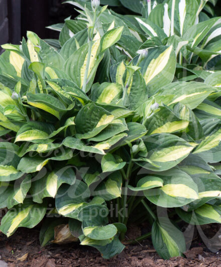Hosta Gypsy Rose