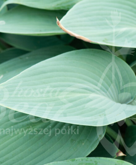 Hosta Halcyon