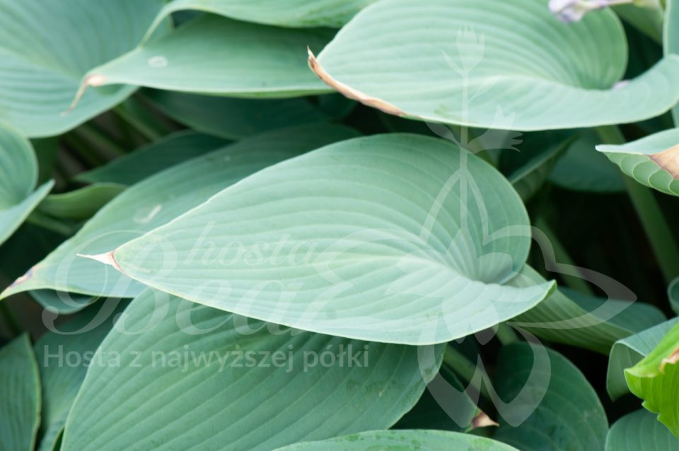 Hosta Halcyon