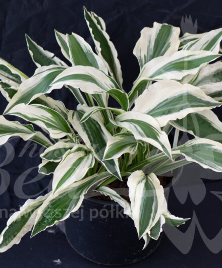 Hosta Hi Ho Silver