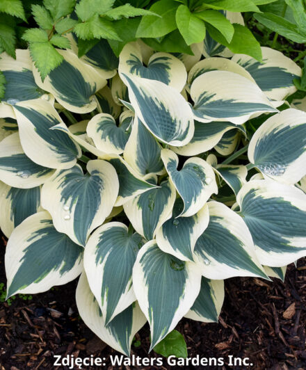Hosta Blue Ivory