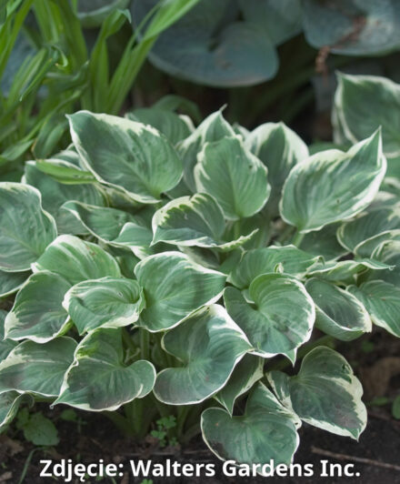 Hosta Fair Maiden