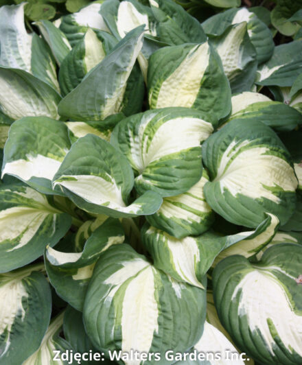 Hosta Vulcan