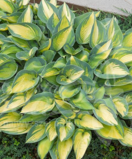 Hosta June