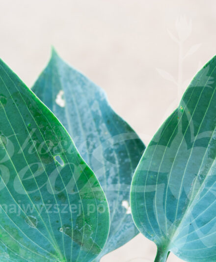 Hosta Kempen Magenta Blue