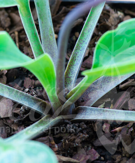 Hosta Kempen Magenta Blue