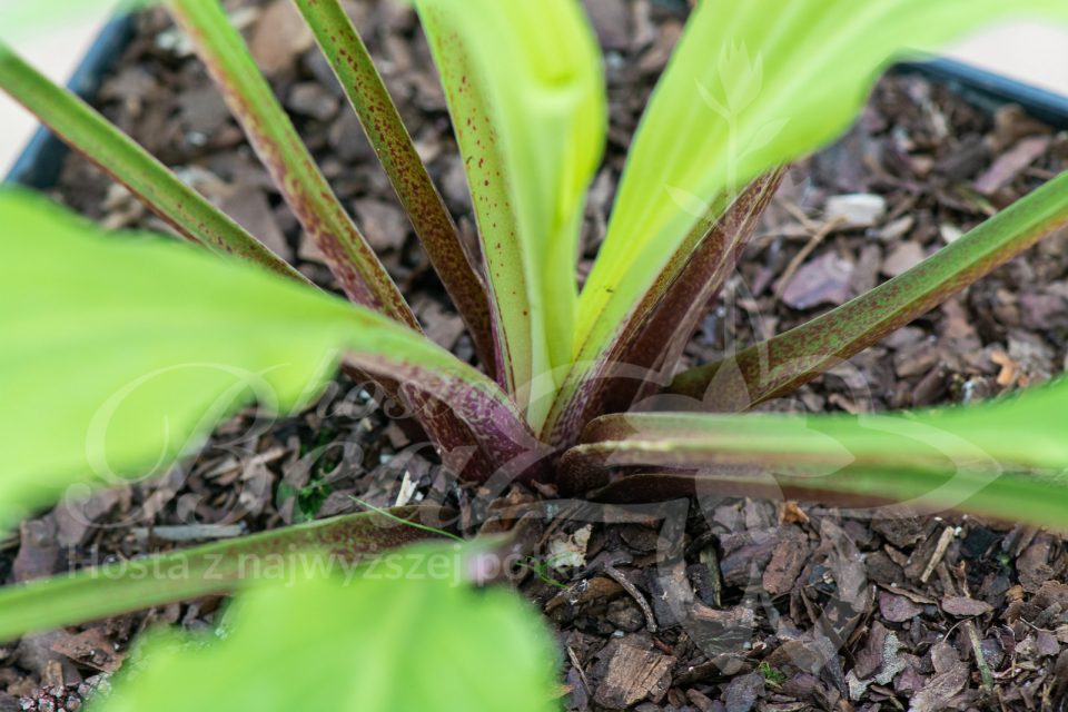 Hosta Kempen Waving Shadow