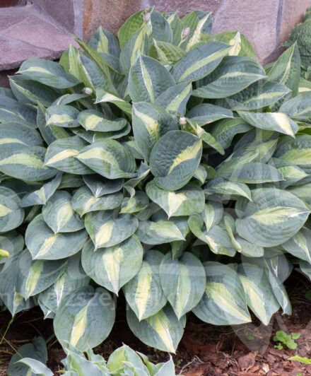 Hosta Kiwi Full Monty