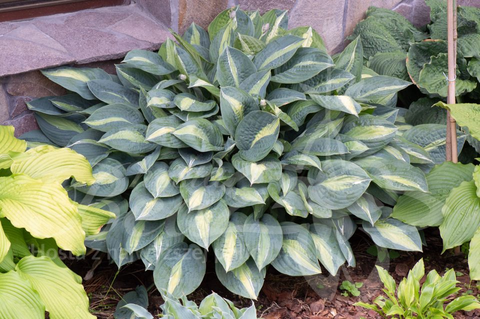 Hosta Kiwi Full Monty