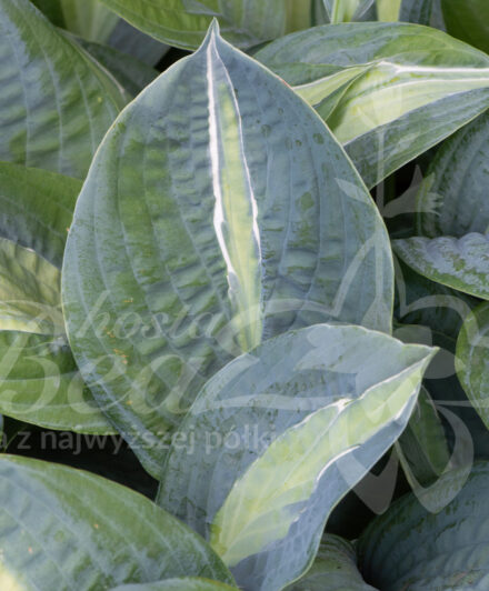 Hosta Kiwi Full Monty