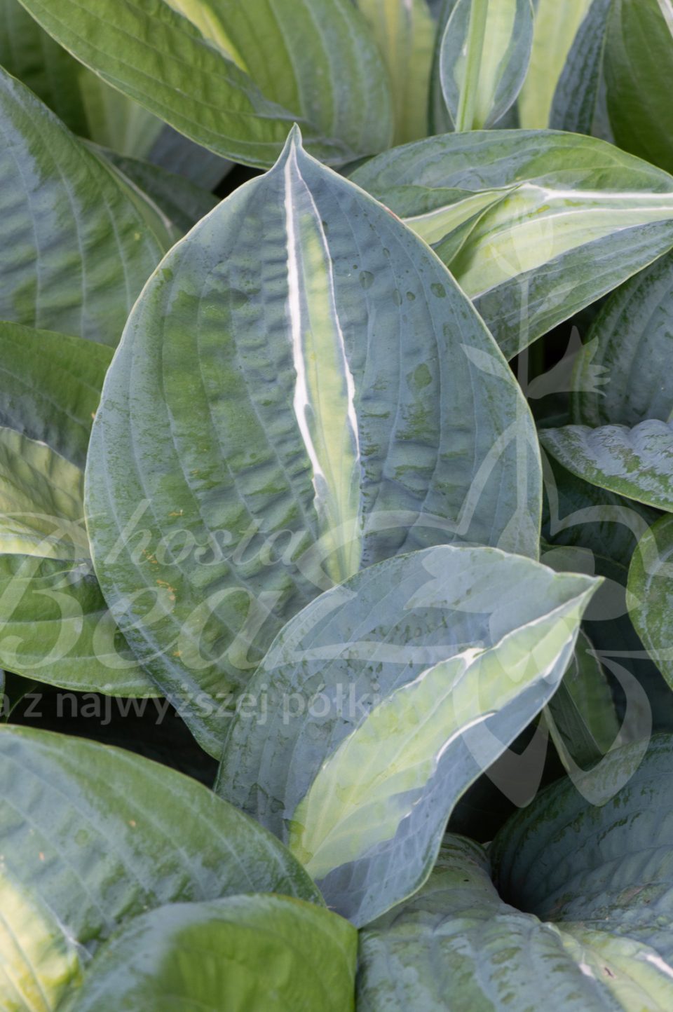 Hosta Kiwi Full Monty