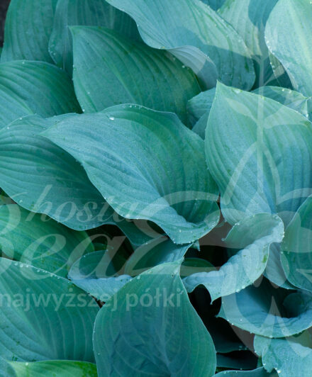 Hosta Krossa Regal