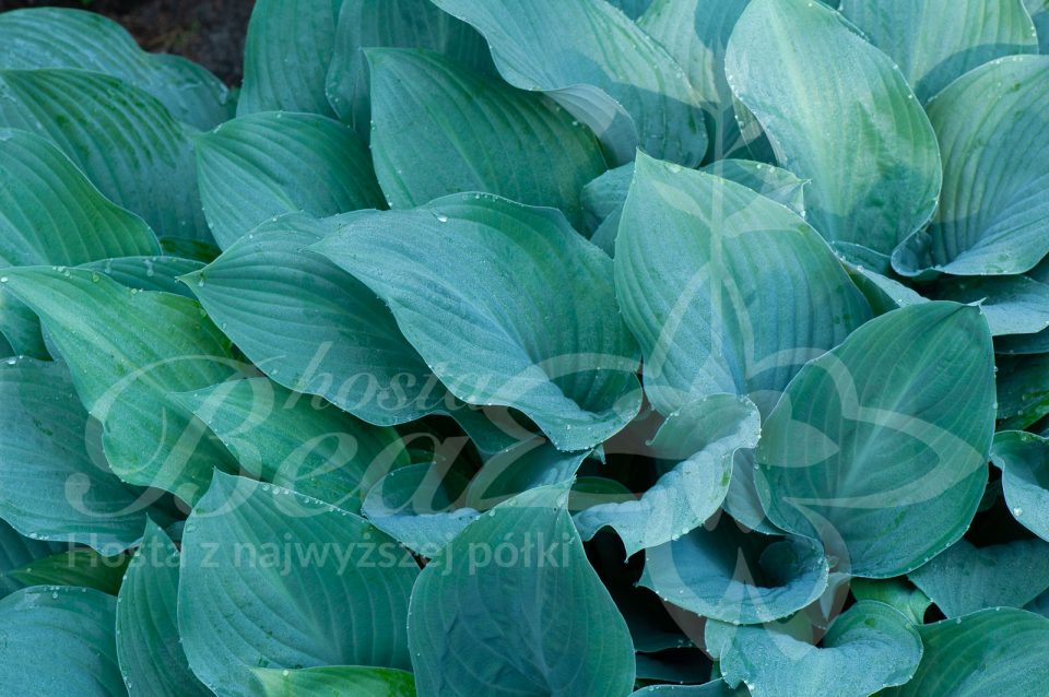 Hosta Krossa Regal