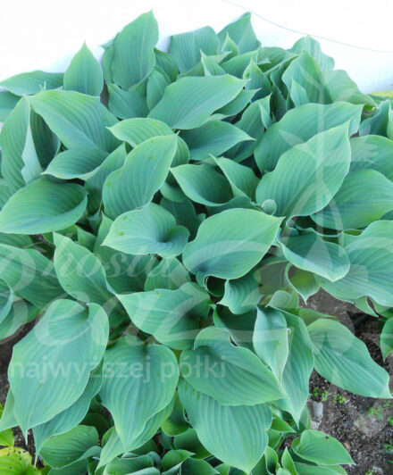 Hosta Krossa Regal
