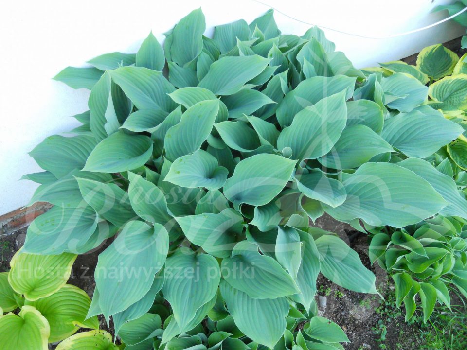 Hosta Krossa Regal