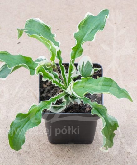 Hosta Let's Twist Again