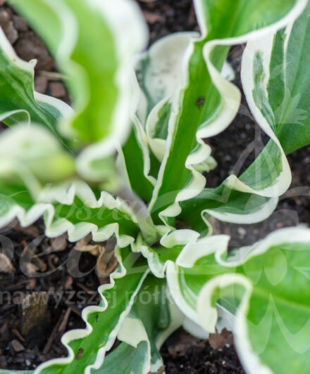 Hosta Let's Twist Again