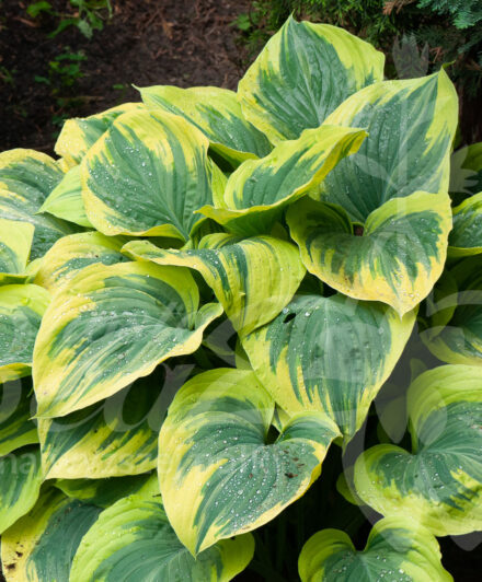 Hosta Liberty
