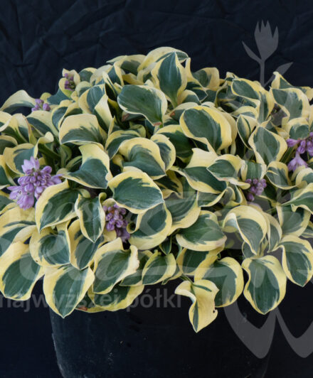 Hosta Lucky Mouse