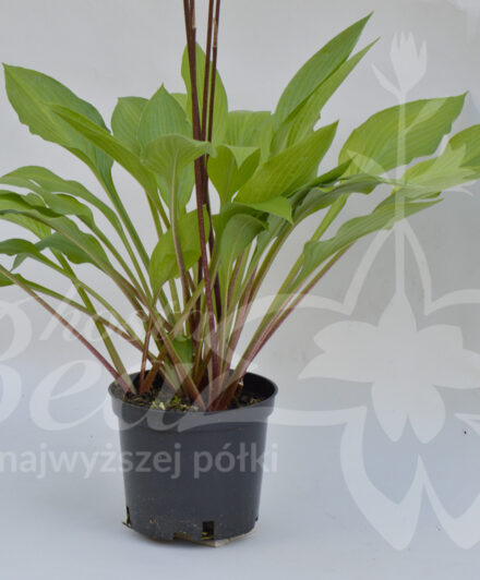 Hosta Maraschino Cherry