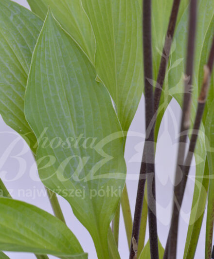 Hosta Maraschino Cherry