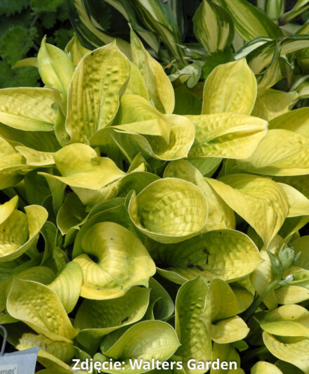 Hosta Maui Buttercups