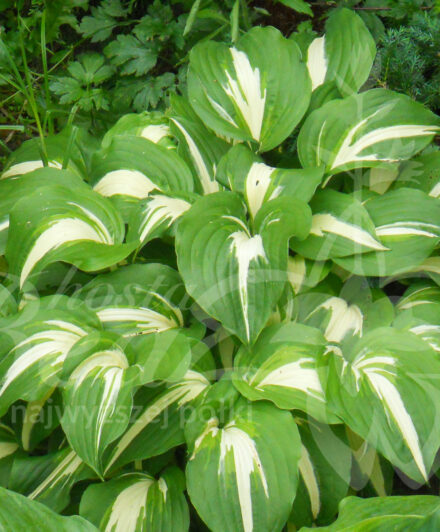 Hosta Night Before Christmas