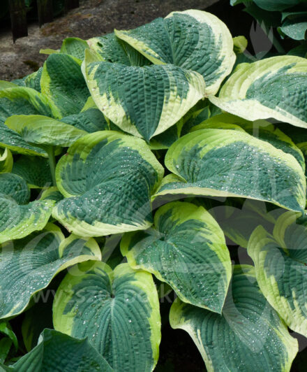 Hosta Northern Exposure