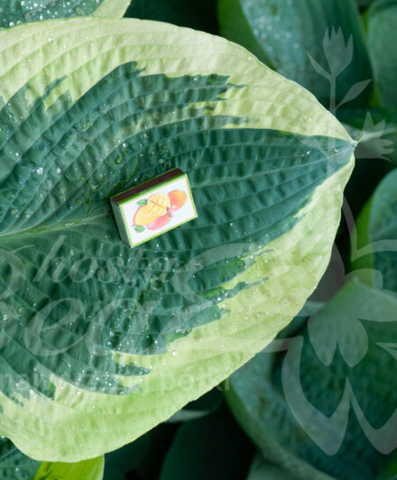 Hosta Northern Exposure