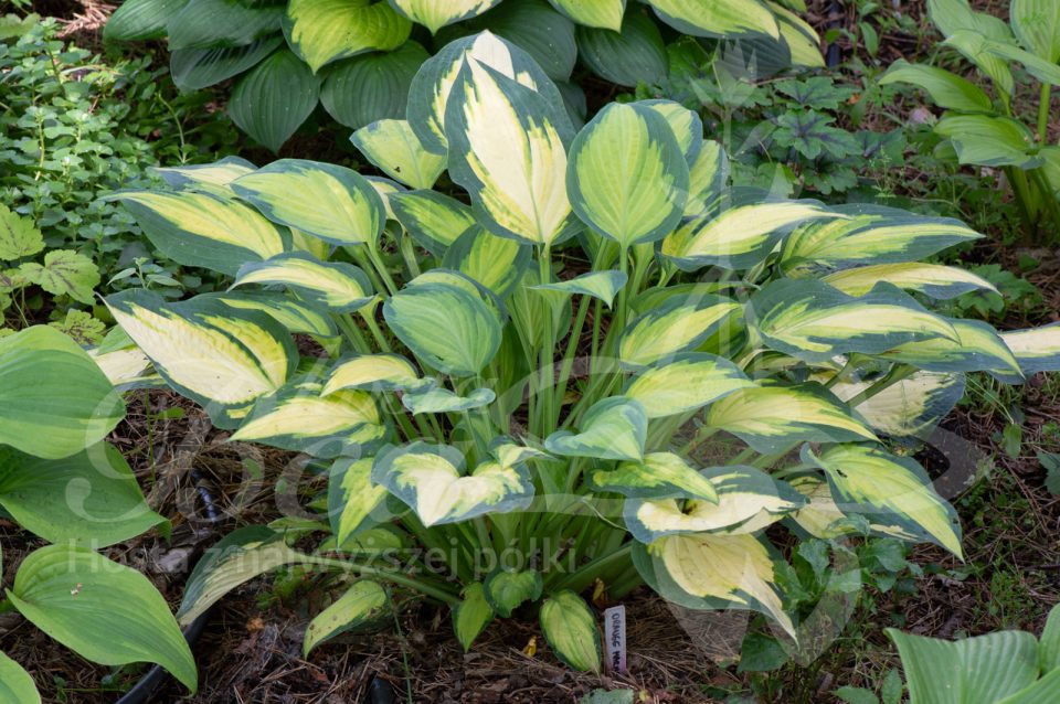 Hosta Orange Marmalade