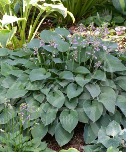 Hosta Pacific Blue Edger