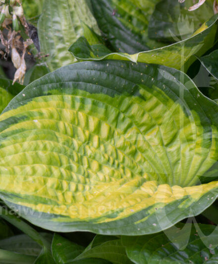 Hosta Paradigm